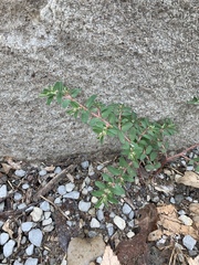 Euphorbia maculata