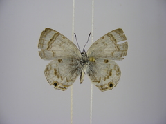 Anthene sylvanus
