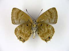 Anthene sylvanus