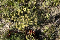 Leucadendron modestum