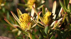 Leucadendron modestum