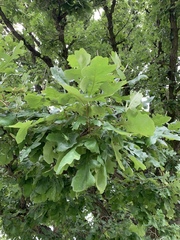 Quercus macrocarpa