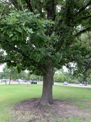 Quercus macrocarpa