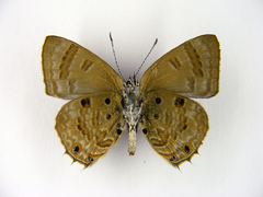 Anthene sylvanus