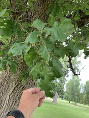 Quercus macrocarpa