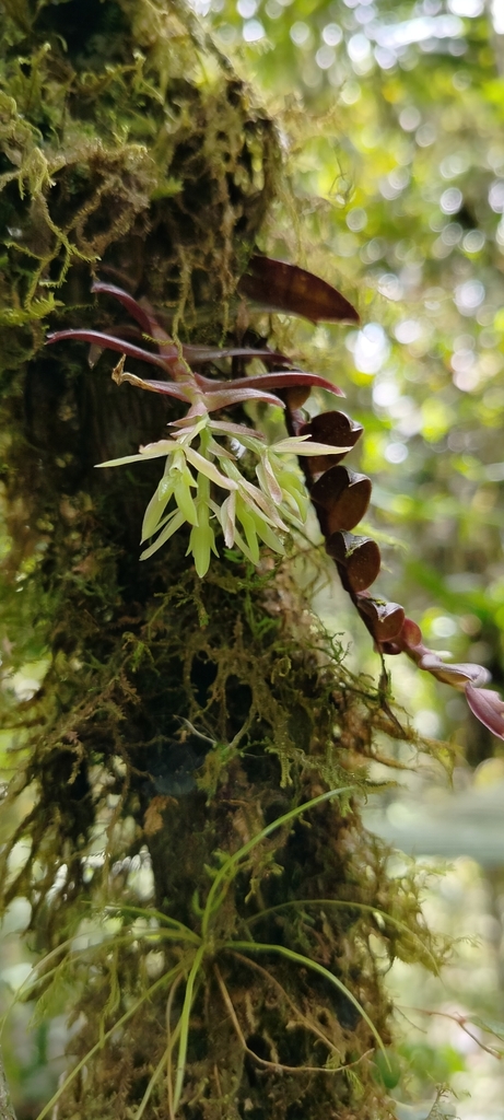 Epidendrum madsenii Hágsater & Dodson 3