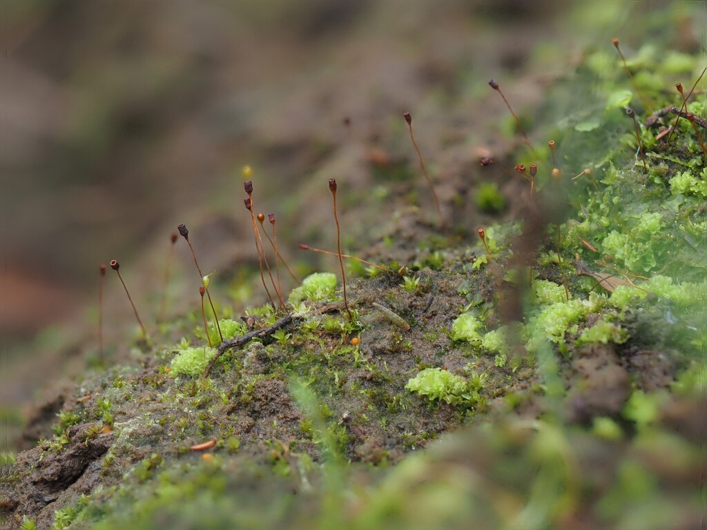 Entosthodon borbonicus