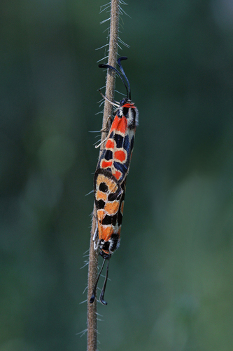 Chalk Burnet, 72 Eningen unter Achalm, Deutschland, photo 6 of 10