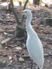 Bubulcus ibis