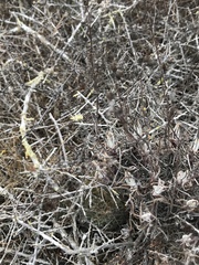 Dudleya attenuata attenuata