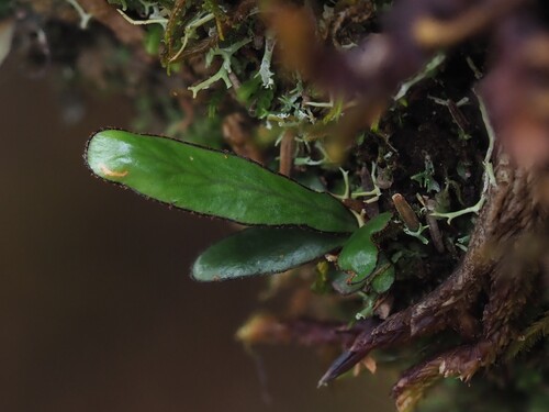 Grammitis melanoloma