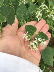 Guardiola platyphylla