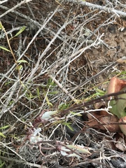 Dudleya attenuata attenuata