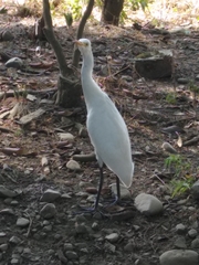 Bubulcus ibis