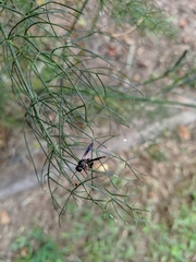 Parancistrocerus histrio