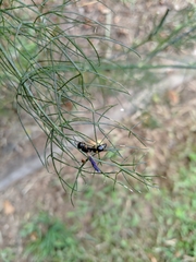 Parancistrocerus histrio