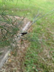 Parancistrocerus histrio