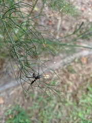 Parancistrocerus histrio