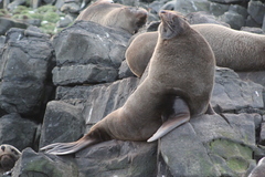 Arctocephalus australis