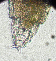 Didymodactylos carnosus