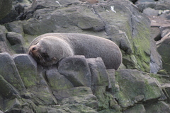 Arctocephalus australis