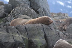 Arctocephalus australis