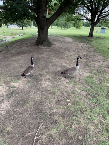 Canada Goose photographed in Kansas