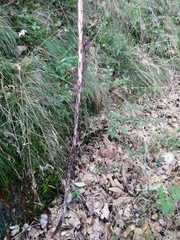 Asphodelus albus