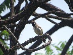 Pycnonotus leucogenys