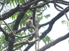 Pycnonotus leucogenys