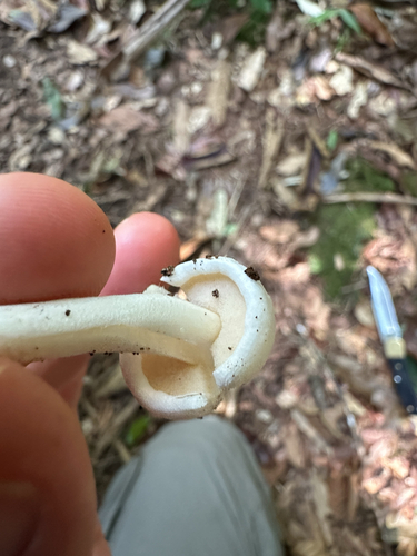 Veloporphyrellus pantoleucus