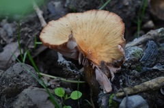 Laccaria tetraspora