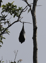 Pteropus livingstonii
