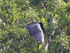 Pteropus livingstonii