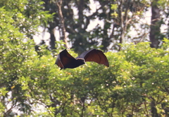 Pteropus livingstonii