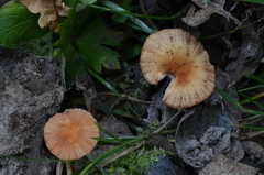 Laccaria tetraspora