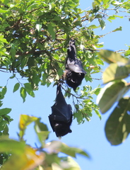 Pteropus livingstonii