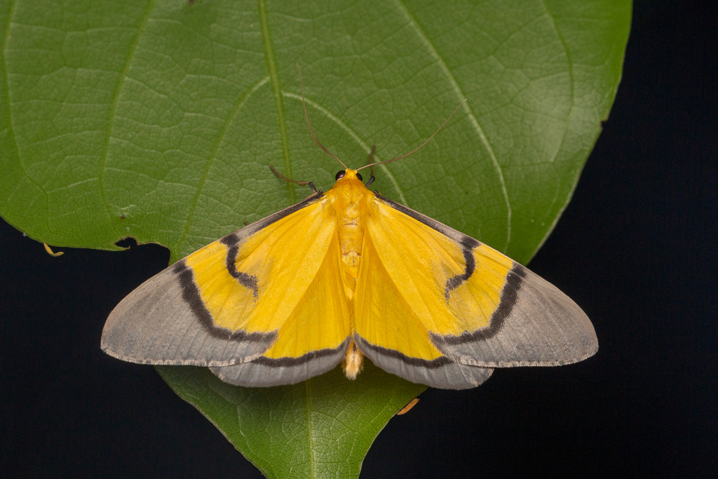 Grey-bordered Yellow Looper