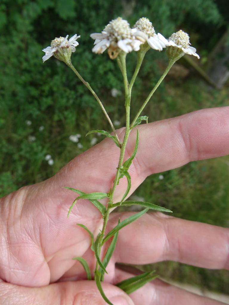 Achillea ptarmica, Waldeck-Frankenberg, DE-HE, DE