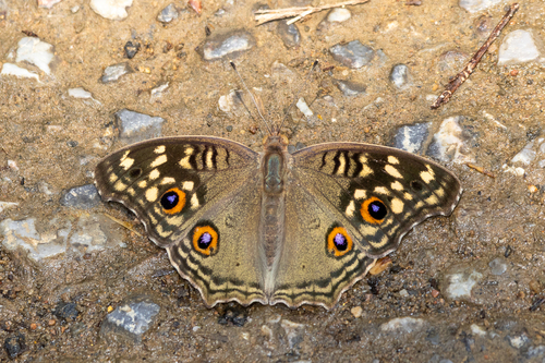 Lemon Pansy photo 2