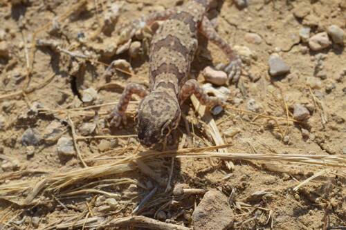 Northern Elegant Gecko