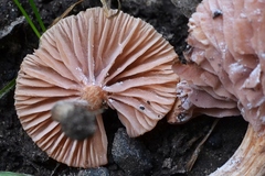Laccaria tetraspora