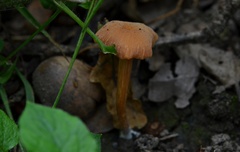 Laccaria tetraspora