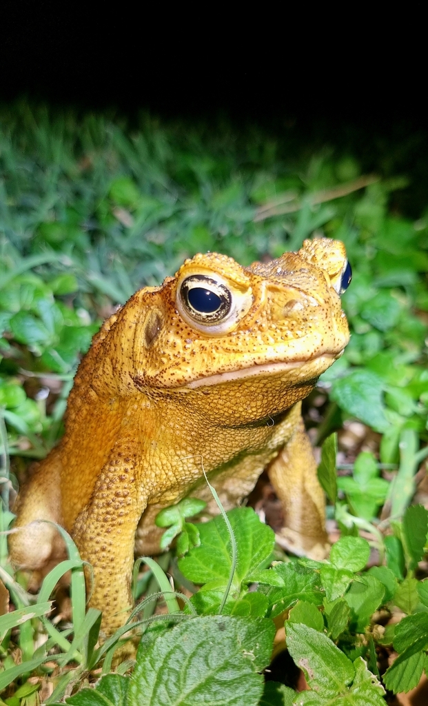 사탕수수두꺼비 from East Mackay QLD, Australia on 2025년... by thenakedenviro · iNaturalist 사탕수수두꺼비 (Rhinella marina)