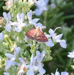 Pyrausta californicalis