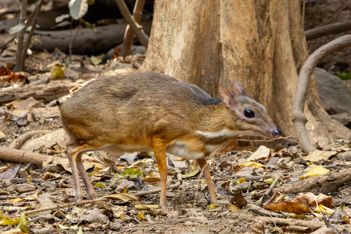 Lesser Indo-Malayan Chevrotain (Tragulus kanchil)