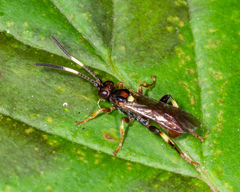 Cratichneumon paratus