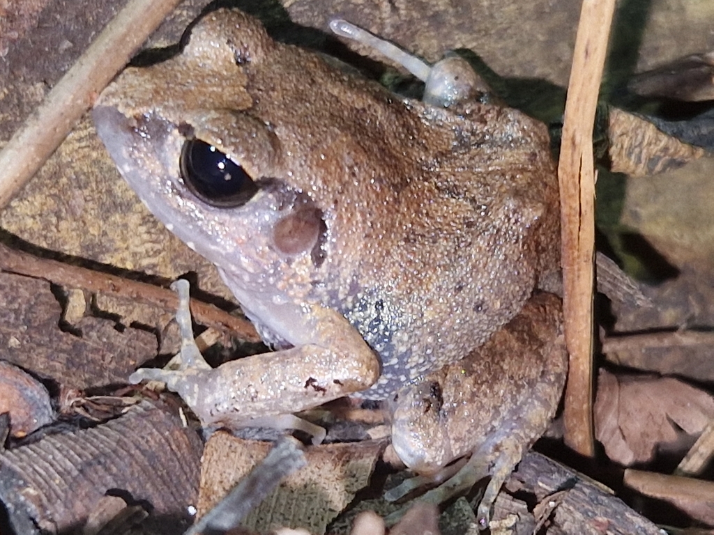 Common Squeaker from Pete, Tansania on March 14, 2025 at 07:49 PM by ...
