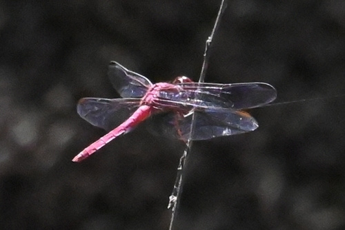 Roseate Skimmer