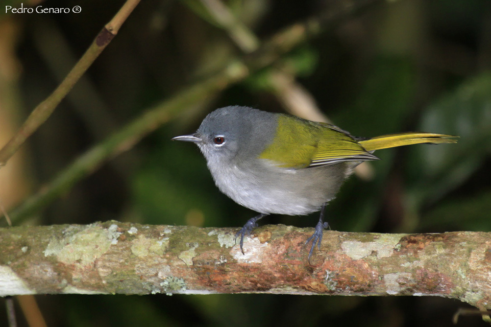Green-Tailed Warbler